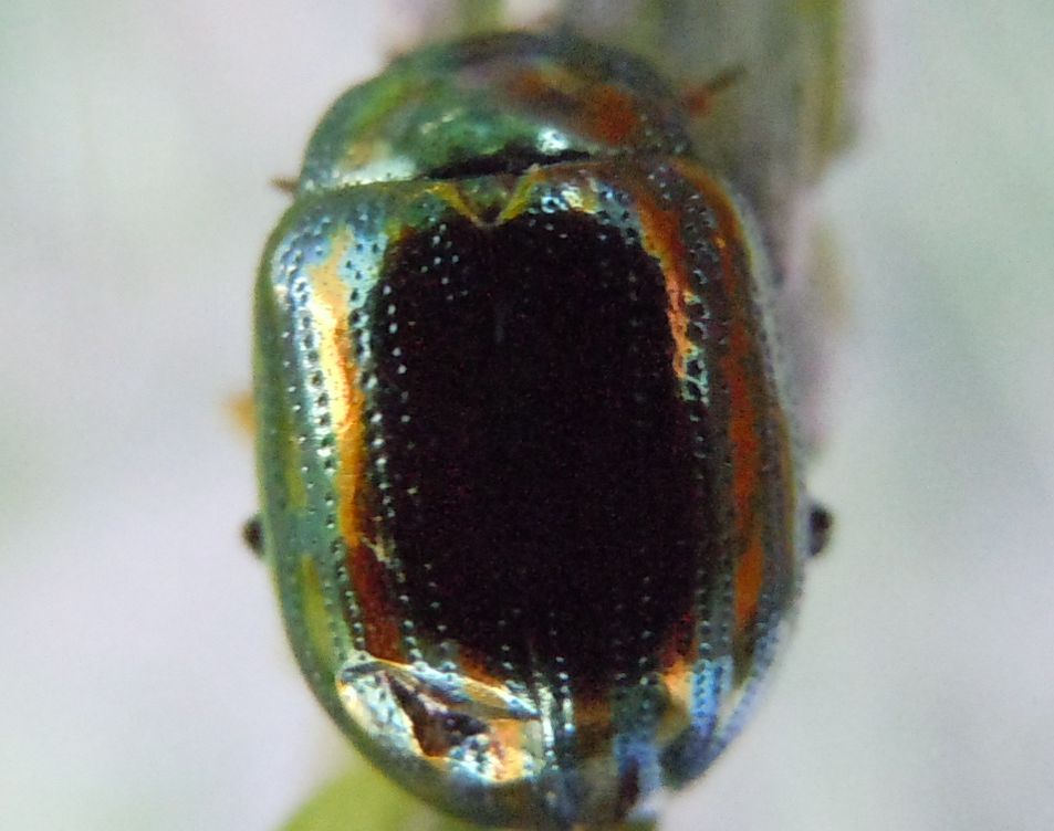Chrysolina americana